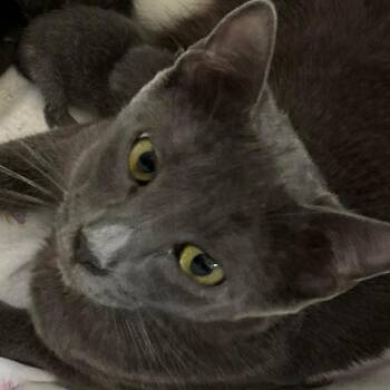 Russian Blue Cats Available for Adoption in Brea, California - Princess Peach | PetCurious