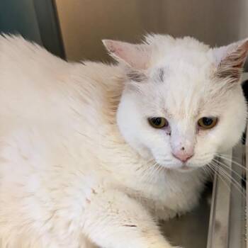 Snowball -  Domestic Short Hair Cat for Adoption in Scituate, Massachusetts - Snowball | PetCurious