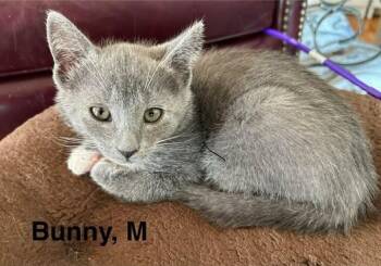 Bunny -  Domestic Short Hair Cat for Adoption in Darien, Georgia - Bunny | PetCurious