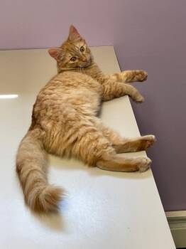 Kamryn -  Domestic Medium Hair Cat for Adoption in Westfield, New York - Kamryn | PetCurious