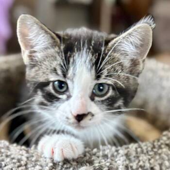 Birdie 22696 -  Domestic Short Hair Cat for Adoption in Minneapolis, Minnesota - Birdie 22696 | PetCurious