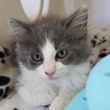 Alex -  Domestic Medium Hair Cat for Adoption in Cumming, Georgia - Alex | PetCurious