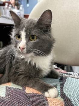 Rescue Domestic Medium Hair and Domestic Short Hair Cats for Adoption in Cumberland, Maryland - Rune | PetCurious