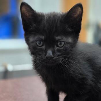 Domestic Short Hair Cats Available for Adoption in Buellton, California - Dillon | PetCurious