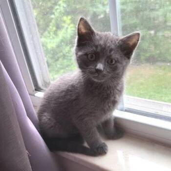 Nirvana -  Domestic Short Hair Cat for Adoption in Belleville, Illinois - Nirvana | PetCurious