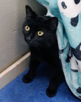 Domestic Short Hair Cats Available for Adoption in Novato, California - Chyna | PetCurious