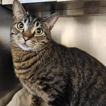 Domestic Short Hair Cats Available for Adoption in Asheville, North Carolina - Tres | PetCurious