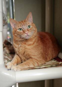 Genie -  Domestic Short Hair Cat for Adoption in Boise, Idaho - Genie | PetCurious
