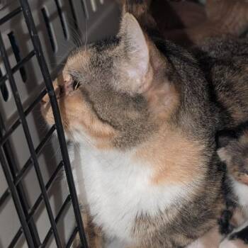 Dumpling -  Domestic Short Hair Cat for Adoption in Fairport, New York - Dumpling | PetCurious
