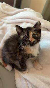 Domestic Short Hair Cats Available for Adoption in Tallahassee, Florida - Buttercup | PetCurious