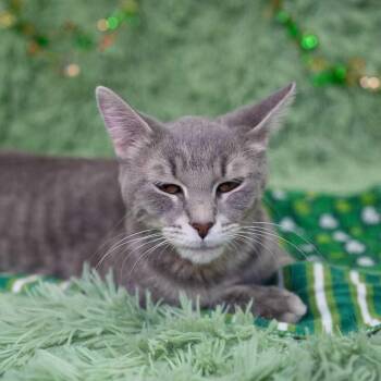 Domestic Short Hair Cats Available for Adoption - LaQuinta | PetCurious