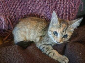 Rescue Tabby Cats for Adoption in San Antonio, Texas - Rosebug | PetCurious