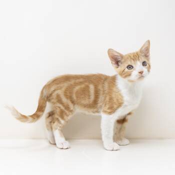 Paddy -  Tabby Cat for Adoption in Trophy Club, Texas - Paddy | PetCurious