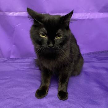 Rescue Domestic Short Hair Cats for Adoption in North Myrtle Beach, South Carolina - Riku | PetCurious