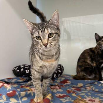 Cleo de Nile -  Domestic Short Hair Cat for Adoption in Beaumont, Texas - Cleo De Nile | PetCurious
