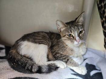 Domestic Short Hair Cats Available for Adoption in Fort Collins, Colorado - Shawna Chicken | PetCurious