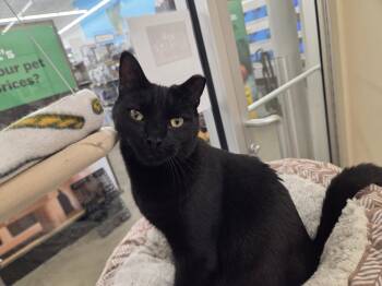 Domestic Short Hair Cats Available for Adoption in Smithtown, New York - CHESTER | PetCurious