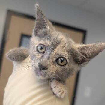 Story -  Domestic Short Hair Cat for Adoption in Watertown, New York - Story | PetCurious