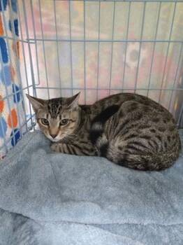 Shaggy -  Domestic Short Hair Cat for Adoption in Gainesville, Florida - Shaggy | PetCurious