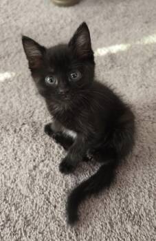 Domestic Short Hair Cats Available for Adoption in Lemont, Illinois - Willow | PetCurious