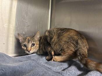 DIXIE -  Domestic Short Hair Cat for Adoption in Grand Prairie, Texas - DIXIE | PetCurious