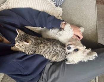 Domestic Short Hair Cats Available for Adoption - Goldfish | PetCurious