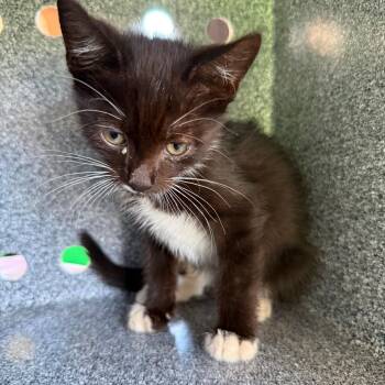 Claire -  Domestic Short Hair Cat for Adoption in Philadelphia, Pennsylvania - Claire | PetCurious