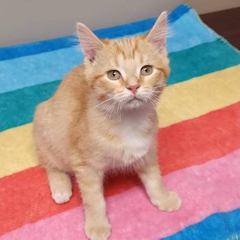 Rescue Domestic Short Hair Cats for Adoption in Marshfield, Wisconsin - Chicken Noodle | PetCurious