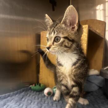 Telestrations -  Domestic Short Hair Cat for Adoption in Dearborn, Michigan - Telestrations | PetCurious