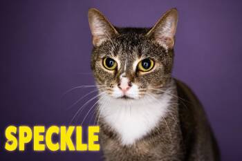 Speckle (FCID# 06/22/2026 - 11 Trainer) -  Tabby Cat for Adoption in Greenville, Delaware - Speckle (FCID# 06/22/2026 - 11 Trainer) | PetCurious