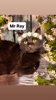 Domestic Short Hair Cats Available for Adoption in Walnut Creek, California - Mr Ray At Martinez Pet Food Express May 2nd | PetCurious