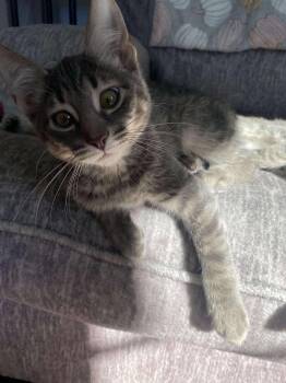 Rescue Domestic Short Hair and Tiger Cats for Adoption - Sylvester | PetCurious