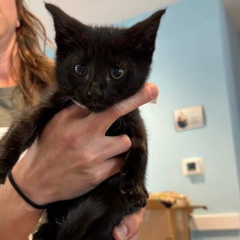 Domestic Short Hair Cats Available for Adoption in Chesapeake, Virginia - Sally | PetCurious