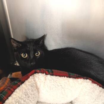 Bean -  Domestic Short Hair Cat for Adoption in Titusville, Florida - Bean | PetCurious