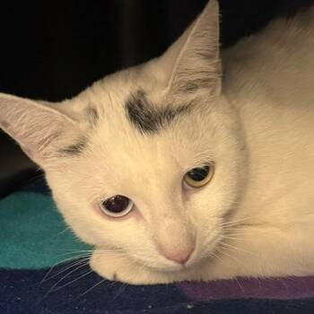 Siamese Cats Available for Adoption in Las Vegas, Nevada - Chromia | PetCurious