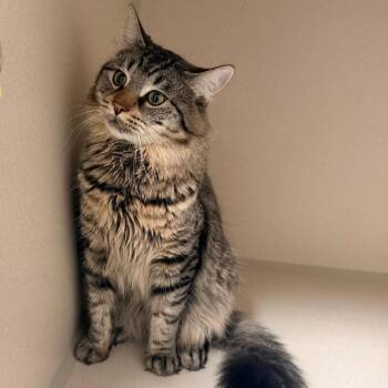 Domestic Long Hair Cats Available for Adoption in Great Falls, Montana - Oliver | PetCurious