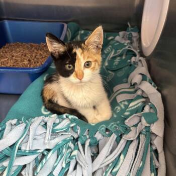 Isis -  Domestic Short Hair Cat for Adoption in Kanab, Utah - Isis | PetCurious