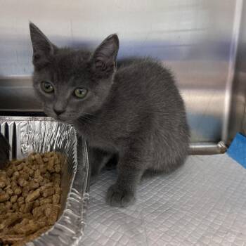 Gyoza (Magenta) -  Domestic Short Hair Cat for Adoption in Greensboro, North Carolina - Gyoza (Magenta) | PetCurious