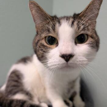 Waffles -  Domestic Short Hair Cat for Adoption in Titusville, Florida - Waffles | PetCurious