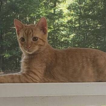Rusty -  Domestic Short Hair and Tabby Cat for Adoption in Aylett, Virginia - Rusty | PetCurious