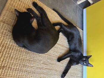 Rescue Domestic Short Hair and Bombay Cats for Adoption in Gladstone, Oregon - Beatrice & Lilibet (Bonded Sisters) | PetCurious