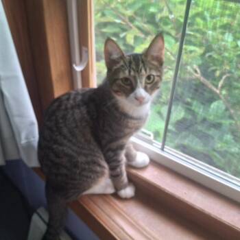 Franklin -  Domestic Short Hair Cat for Adoption in Coldwater, Michigan - Franklin | PetCurious