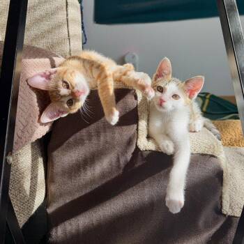 Domestic Short Hair Cats Available for Adoption in Dallas, Texas - Rome | PetCurious