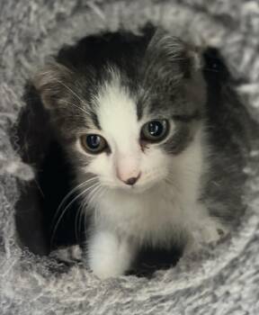 Treats -  Domestic Short Hair Cat for Adoption in Hamilton, Ontario - Treats | PetCurious