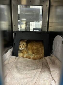 Tumeric -  Domestic Short Hair Cat for Adoption in Wichita, Kansas - Tumeric | PetCurious