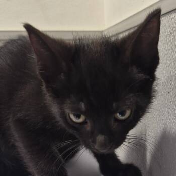 Rescue Domestic Short Hair Cats for Adoption in Tampa, Florida - Cody | PetCurious