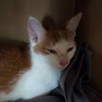 Rusty -  Domestic Short Hair Cat for Adoption in Madisonville, Kentucky - Rusty | PetCurious