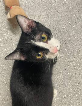 Rescue Tuxedo Cats for Adoption in Indiana, Pennsylvania - Gabriel | PetCurious