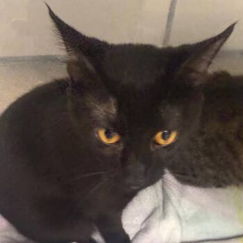 Domestic Short Hair Cats Available for Adoption in Evansville, Indiana - Axel | PetCurious