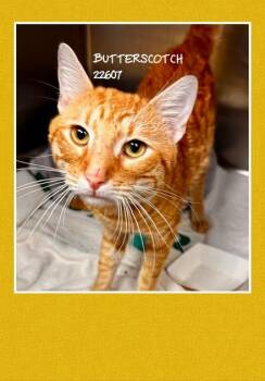 BUTTERSCOTCH -  Domestic Short Hair Cat for Adoption in Marietta, Georgia - BUTTERSCOTCH | PetCurious